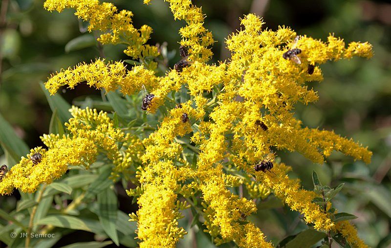 pollinator-fall-1.jpg